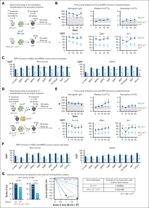 JAK2-V617F HSCs need IL-1β for long-term stem cell function. (A) Schematic drawing of noncompetitive (1:0) transplantations. Primary recipients of VF;GFP or VF;IL-1β−/−;GFP BM were sacrificed at 36 weeks after transplantation and their BM cells (2 × 106) were transplanted into WT recipients (n = 18 per group). (B) The time course of blood counts from mice that received BM from VF;GFP (solid symbols) or VF;IL-1β−/−;GFP donors (open symbols), and their GFP chimerism in the peripheral blood (lower panel) are shown. (C) Analysis of GFP chimerism in HSPCs from the BM and spleen is shown. Multiple t tests were performed for statistical analyses. (D-F) Schematic drawing of the identical aforementioned experiment, in which BM competitor cells from a WT mouse was mixed to a 1:1 ratio for the transplantations into secondary WT recipients. Annotations as in panels B and C. Multiple t tests were performed for statistical analyses. (G) Bar graphs show the percentages of mice that showed engraftment defined as GFP chimerism of >1% at 18 weeks after noncompetitive (left) and competitive 1:1 transplantation (right). Middle panel shows the log of nonengrafted mice (GFP chimerism in Gr1 of <1% at 18 weeks) vs the number of donor BM cells transplanted in each group. Estimated frequency of functional stem cells in the BM was calculated using extreme limiting dilution analysis.34 Solid dark blue line represents the estimated frequency of HSCs in mice transplanted with BM from VF;GFP donors. Solid light blue line represents the estimated frequency of HSCs in mice transplanted with BM from VF;IL-1β−/−;GFP donors. Dotted lines show 95% confidence interval. Gray shaded areas represent the normal range. All data are presented as mean ± SEM; ∗P < .05; ∗∗P < .01; ∗∗∗P < .001; and ∗∗∗∗P < .0001. See also supplemental Figures 3 and 4.