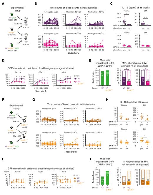 JAK2-mutant cells need IL-1R1 expression on both hematopoietic and nonhematopoietic cells for optimal MPN initiation. (A) Schematic drawing of the experimental setup for competitive transplantation at 1:100 dilution. BM from VF;GFP or VF;IL-1R1−/−;GFP donor mice was mixed with a 100-fold excess of BM competitor cells from an IL-1R1−/− donor. (B) Time course of blood counts from individual mice that received BM from VF;GFP (upper panel) or VF;IL-1R1−/−;GFP donors (lower panel). (C) IL-1β protein levels in plasma and BM lavage (1 femur and 1 tibia) of mice with or without MPN phenotype is shown. Nonparametric Mann-Whitney 2-tailed t test was performed for statistical comparisons. (D) GFP chimerism in the peripheral blood. Multiple t tests were performed for statistical analyses. (E) Bar graphs show the percentages of mice that showed engraftment defined as GFP chimerism of >1% at 18 weeks after transplantation and the percentages of mice that developed MPN phenotype (elevated hemoglobin and/or platelet counts). P values in lower panel were computed using Fisher exact test. (F-J) Schematic drawing of the identical aforementioned experiment, in which IL-1R1−/− mice were used as the recipients instead of WT mice. Annotations as in panels B through E. Gray shaded area represents normal range. All data are presented as mean ± SEM. ∗P < .05; ∗∗P < .01; ∗∗∗P < .001; and ∗∗∗∗P < .0001. See also supplemental Figures 5 and 6.