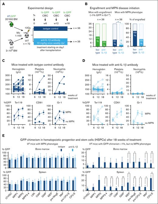 Anti–IL-1β antibody reduces MPN disease initiation in a mouse model of JAK2-V617F–driven clonal hematopoiesis. (A) Schematic drawing of the experimental setup for competitive transplantation at 1:100 dilution. BM cells from a VF;GFP donor mouse were mixed with a 100-fold excess of WT BM competitor cells and transplanted into lethally irradiated WT recipient mice. Transplanted mice were randomized into 2 treatment arms (n = 36 per group) and treated with anti–IL-1β antibody or isotype control for 18 weeks, starting 1 day after transplantation (Tx). (B) The percentage of mice that showed engraftment defined as GFP chimerism of >1% at 18 weeks after transplantation and the percentages of mice that developed MPN phenotype (elevated hemoglobin and/or platelet counts) are indicated. P value was computed using Fisher exact test. (C-D) The upper panel shows the time course of blood counts from all individual mice for the 2 treatment arms, as indicated. The lower panel shows the mean GFP chimerism in the peripheral blood for mice with MPN phenotype (MPN) and without MPN phenotype (no MPN) that engrafted, defined as GFP chimerism of >1% at 18 weeks. Erythrocytes (Ter119), platelets (CD61), and granulocytes (Gr1) cells are shown separately. Multiple t tests were performed for statistical analyses. (E) GFP chimerism in HSPCs after 18 weeks of treatment. Multiple t tests were performed for statistical analyses. All data are presented as mean ± SEM; ∗P < .05; ∗∗P < .01; ∗∗∗P < .001; and ∗∗∗∗P < .0001. See also supplemental Figures 7 and 8.