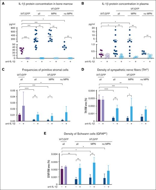 Inhibition of IL-1β preserves the HSC niche in the BM. (A) IL-1β protein concentration in BM lavage (1 femur and 1 tibia) and (B) plasma of WT mice (from supplemental Figure 8), and JAK2-V617F mice (from Fig. 4) with or without MPN phenotype. Nonparametric Mann-Whitney 2-tailed t test was performed for statistical comparisons. The lower limit of detection was 0.11 pg/ml. (C) Frequency of primitive stromal cells (CD45−CD31−Ter119−Sca1−PDGFRα+) in the skull of mice transplanted with BM from WT;GFP or VF;GFP donor mouse after 18 weeks of treatment with isotype or anti–IL-1β antibody (from Figure 4). Two-tailed unpaired t tests were performed for statistical comparisons. (D) Bar graphs show the quantification of tyrosine hydroxylase (TH) area and (E) of glial fibrillary acidic protein (GFAP) area in the BM. One-way analysis of variance with uncorrected Fisher least significant difference test was performed for statistical comparisons. All data are presented as mean ± SEM; ∗P < .05; ∗∗P < .01; ∗∗∗P < .001; and ∗∗∗∗P < .0001.
