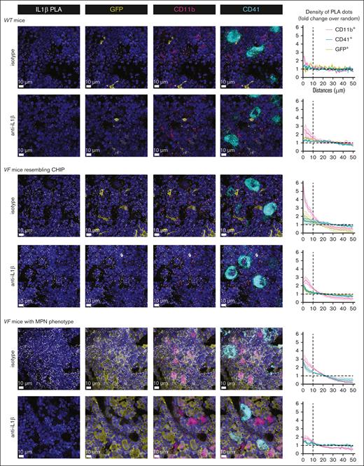 In situ BM 3-dimensional fluorescence imaging with PLA for IL-1β single-molecule visualization. Representative images show the distribution of the IL-1β PLA signals relative to CD11b+ myeloid cells and CD41+ megakaryocytes in BM sections of VF and WT mice. The 3-dimensional spatial densities of PLA signals relative to the distances of the closest CD11b+ myeloid cells, CD41+ megakaryocytes or GFP+JAK2-mutant cells are shown in the graphs next to the pictures. See also supplemental Figure 9.