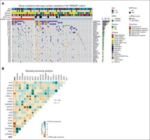 Gene mutations in the MLC BCP-ALL cases. (A) Recurrent driver mutations identified by variant calls from RNA sequencing and copy number variations from the single nucleotide polymorphism array, along with clinical information, for 111 BCP-ALL primary samples from the TARGET cohort. Cases are grouped as MLC or non-MLC according to miRNA expression clusters. (B) Gene mutations and MLC signature pairs showing co-occurrence or exclusivity in the 111 BCP-ALL primary samples from the TARGET cohort are illustrated as a triangular matrix. Green indicates a tendency toward co-occurrence, whereas brown indicates exclusivity. The point indicates P < .1, and the asterisk indicates P < .05. WBC, white blood cell.