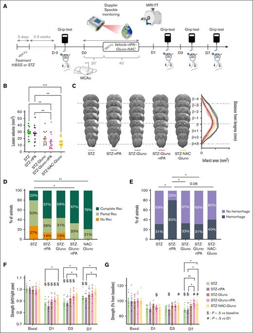 Glunomab coupled with a thrombolytic agent improves stroke outcome and protects against HT in chronically hyperglycemic animals. (A) Schematic representation of the experimental protocol. (B) Quantification of ischemic lesion volume, 24 hours after MCAo assessed by T2-weighted imaging (7T MRI) in mice treated with saline (STZ group), rtPA (10mg/kg; Actilyse, 10% bolus, 90% perfusion over 40 minutes; and STZ-rtPA group), Glunomab (300 μg, 100% bolus; STZ-Gluno group), a combination of Glunomab and rtPA (STZ-Gluno-rtPA group), and a combination of Glunomab and NAC (400 mg/kg, slow bolus) on hyperglycemic mice. Individual values, means, and SEM are plotted; 28.80 mm3 for STZ group (n = 16); 27.66 mm3 for STZ-rtPA group (n = 15); 20.14 mm3 for STZ-Gluno group (n = 15); 15.64 mm3 for STZ-Gluno-rtPA group (n = 16); and 14.88 mm3 for STZ-NAC-Gluno group (n = 15). Ordinary 1-way ANOVA (P < .001); Tukey multiple comparisons (∗∗P < .01 and ∗∗∗P < .001). (C) Representative T2-weighted 7T MRI brain images (left) and representation of the lesion distribution around bregma (right), 24 hours after MCAo in STZ, STZ-rtPA, STZ-Gluno, STZ-Gluno-rtPA, and STZ-NAC-Gluno groups. (D) Percentage of angiographic scores, 24 hours after MCAo assessed by FLASH_TOF_2D imaging (7T MRI) in STZ (n = 15), STZ-rtPA (n = 14), STZ-Gluno (n = 15), STZ-Gluno-rtPA (n = 15), and STZ-Gluno-NAC (n = 14) groups. No recanalization = complete occlusion (orange); partial recanalization = incomplete filling of the distal bed (light green); and complete recanalization = complete filling of the distal bed (dark green). Kruskal-Wallis test (P < .05); Dunns test for multiple comparisons (∗P < .01 and ∗∗P < .01). (E) Proportion of HT per groups, 24 hours after MCAo assessed by T2∗-weighted imaging (deoxyhemoglobin; 7T MRI) in STZ (n = 16), STZ-rtPA (n = 15), STZ-Gluno (n = 15), STZ-Gluno-rtPA (n = 16), and STZ-Gluno-NAC (n = 15) groups. Fisher exact tests between groups (∗P < .05). (F) Quantification of the specific left paw–strength deficit measured by grip-test ratio (strength of left/right paws) of STZ (n = 16), STZ-rtPA (n = 15), STZ-Gluno (n = 15), STZ-Gluno-rtPA (n = 16), and STZ-Gluno-NAC (n = 15) groups, 1 day before, and on day 1, day 3, and day 7 after MCAo. Data were assessed in grams. Results are represented in mean ± SEM; 2-way ANOVA: time effect <0.0001 and group effect <0.01; Tukey test for multiple comparison (∗P < .05 between groups at each time; $P < .5 vs baseline for each group: impact of Stroke; #P < .5 vs day 1 for each group: recovery). (G) Quantification of the global strength deficit measured by grip-test of forepaws of STZ (n = 16), STZ-rtPA (n = 15), STZ-Gluno (n = 15), STZ-Gluno-rtPA (n = 16), and STZ-Gluno-NAC (n = 15) groups 1 day before and on day 1, day 3, and day 7 after MCAo. Data were assessed in grams and converted in percentage normalized for each animal with the corresponding baseline value (before MCAo). Results are represented in mean ± SEM; 2-way ANOVA: time factor <0.0001; Tukey test for multiple comparison (∗P < .05 between groups at each time; $P < .5 vs baseline for each group: impact of Stroke; #P < .5 vs day 1 for each group: recovery).