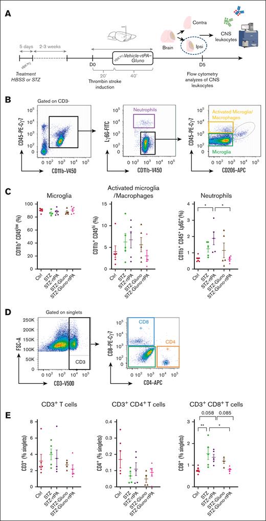 Targeting endothelial tPA-dependent NMDAR signaling with Glunomab reduces invasion of the ischemic brain tissues by circulating inflammatory cells. (A) Schematic representation of the experimental protocol. (B) Representative flow cytometry dot plots and gating strategy used for quantification of CD11b+CD45low microglia, CD11b+CD45hi activated microglia or macrophages and CD11b+CD45+Ly6G+ neutrophils, 5 days after stroke in ipsilateral mice brain. (C) Flow cytometry quantification of microglia, activated microglia or macrophages, and neutrophils 5 days after stroke in ipsilateral mice brain in the Ctrl group (n = 6), STZ group (n = 5), STZ-rtPA group (n = 5), STZ-Gluno group (n = 5), and STZ-Gluno-rtPA group (n = 5); ∗P < .05; ordinary 1-way ANOVA; Tukey multiple comparisons. (D) Representative flow cytometry dot plots and gating strategy used for quantification of CD3+ T cells, CD3+CD8+ cytotoxic T cells, and CD3+CD4+ regulatory/helper T cells, 5 days after stroke in ipsilateral mice brain. (E) Flow cytometry quantification of CD3+ T cells, CD3+CD8+ cytotoxic T cells, and CD3+CD4+ regulatory/helper T cells, 5 days after stroke in ipsilateral mice brain in the Ctrl group (n = 6), STZ group (n = 5), STZ-rtPA group (n = 5), STZ-Gluno group (n = 5), and STZ-Gluno-rtPA group (n = 5); ∗P < .05; ordinary 1-way ANOVA; Tukey multiple comparisons.