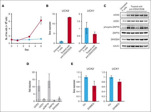 Induction of UCK2 expression through the activation of the TCR signaling pathway. (A) CD4+ T cells isolated from 5 healthy volunteers were cultured in the presence (blue line) or absence (red line) of anti-CD3/CD28 antibodies conjugated beads. At 1, 3, and 5 days after seeding, cells were stained with trypan blue, and the number of live cells was counted. The results represent the mean of 5 biological replicates of CD4+ T cells isolated from 5 independent donors. (B) Real-time PCR conducted to measure expression of the UCK2 and UCK1 genes by T cells treated (or not) with anti-CD3/CD28 antibody-conjugated beads for 1 day. Graphs show relative expression of the UCK2 and UCK1 genes (compared with untreated T cells) after normalization to ACTB mRNA levels. The results are expressed as the mean ± standard deviation (SD) of 3 biological replicates. (C) Immunoblots showing upregulation of UCK2 expression 5 days after treatment with anti-CD3/CD28 antibody-conjugated beads. Although 5 biological replicates of T cells isolated from 5 different donors were prepared, untreated samples were pooled, and analyzed as a single sample because the cells were small and did not grow. (D) The graph shows relative expression relative to that in a pooled untreated sample. Results are expressed as the mean ± SD of 5 biological replicates of CD4+ T cells isolated from 5 independent donors. (E) Expression of UCK2 and UCK1 genes in TL-Om1 cells treated for 16 hours with DHMEQ. PCR, polymerase chain reaction.