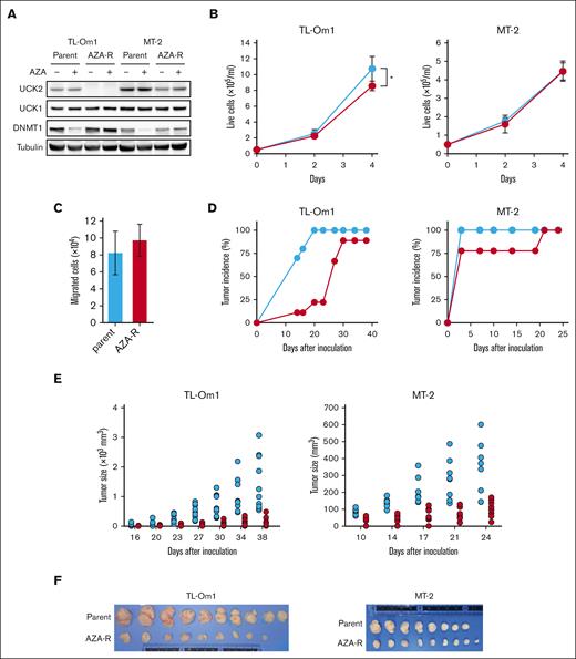 Adaptive growth of AZA-R cells showing decreased expression of UCK2 in vitro but not in vivo. (A) Immunoblots showing amounts of protein in each cell line after treatment for 4 days with 100 nM AZA. (B) The number of live cells was measured by trypan blue staining. Blue line, parental cells; red line, AZA-R cells. The results are expressed as the mean ± SD of 3 independent experiments. ∗P < .05. (C) The number of migrated cells was counted after staining with trypan blue. Migration was induced by incubation for 24 hours with FBS. The results are expressed as the mean ± SD of 3 independent experiments. (D-E) Tumor development and size in Balb/c Rag-2−/− Jak3−/− mice injected subcutaneously with parental cells (blue) or AZA-R (red) TL-Om1 and MT-2 cells. Tumors measuring more than 5 mm in diameter were counted. (F) TL-Om1 tumors were isolated from mice sacrificed on day 39, and MT-2 tumors were isolated from mice sacrificed on day 25. FBS, fetal bovine serum.