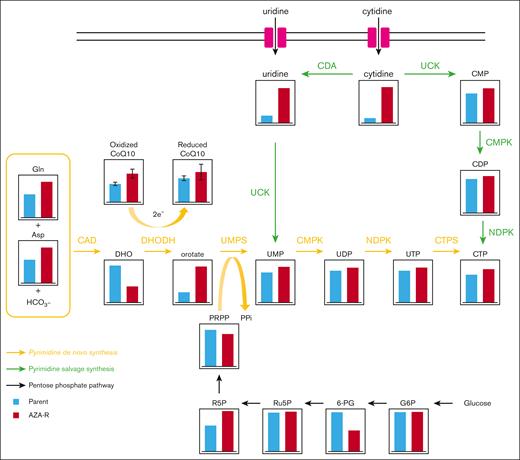 Reprogramming of pyrimidine nucleotide biosynthesis in AZA-R cells showing reduced expression of UCK2. Each metabolite (except for CoQ10) of TL-Om1 AZA-R cells (red) cultured under normal growth conditions was identified and compared with those of TL-Om1 parental cells (blue) using the ω-Scan package (HMT). Both oxidized and reduced CoQ10 present in whole cell extracts was measured as described in “Materials and methods.” CDA, Cytidine deaminase; CMP, Cytidine monophosphate; CMPK, Cytidine monophosphate kinase; NDPK, Nucleoside diphosphate kinase; UMP, Uridine monophosphate.