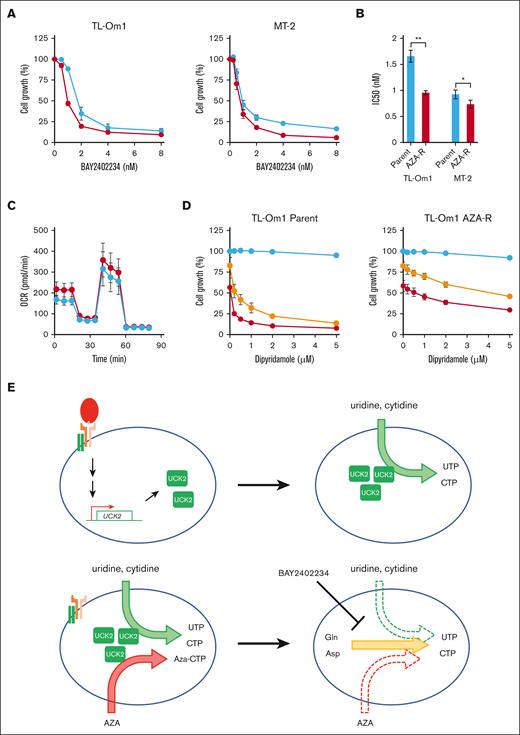 Inhibition of de novo pyrimidine biosynthesis in AZA-R cells showing reduced expression of UCK2. (A) AZA-R cells (red) derived from TL-Om1 and MT-2 cells, and each parental cell line (blue) were treated for 96 hours with BAY2402234, a DHIODH-specific inhibitor. Cell growth was measured using a CCK-8 kit. Absorbance of nontreated cells was set as 100%. The results are expressed as the mean ± SD of 3 independent experiments. (B) Fifty percent inhibitory concentration (IC) values of BAY2402234. Data are expressed as the mean ± SD of 3 independent experiments. ∗P < .05; ∗∗P < .01. (C) An extracellular flux assay was used to measure the OCR in AZA-R cells (red) derived from TL-Om1 cells, as well as parental cells (blue), cultivated under normal growth conditions. Oligomycin, carbonyl cyanide-p-trifluoromethoxyphenylhydrazone, rotenone, and antimycin A were added to the assay. (D) AZA-R cells derived from TL-Om1 and parental cell line were treated for 96 hours with dipyridamole alone (blue) or in the presence of IC20 (yellow; 1.2 nM for parental cells and 0.75 nM for AZA-R cells) and IC 40 (red; 1.6 nM for parental cells and 1 nM for AZA-R cells) of BAY2402234. Cell growth was measured using a CCK-8 kit. Absorbance of nontreated cells was set as 100%. The results are expressed as the mean ± SD of 3 independent experiments. (E) Graphical schema showing reprogramming of pyrimidine biosynthesis in normal T cells upon T-cell activation (upper panel), and in malignant T cells upon downregulation of UCK2 (which induces resistance to AZA) (bottom panel).