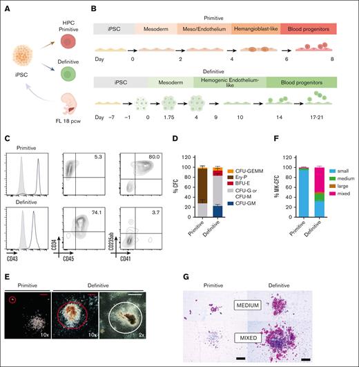 Generation of primitive and definitive HPCs from a FL–derived iPSC line. (A) Study design overview; iPSCs were produced from an 18 PCW healthy FL sample, and primitive and definitive HPCs were generated. (B) Schematic representation of the differentiation protocols and timeline used to generate primitive or definitive HPCs. (C) Representative flow cytometry analysis of primitive (top) and definitive (bottom) iPSC-derived HPCs. Percentage of positive cells is indicated; negative control is shown in gray. (D) Colony-forming cell frequency in primitive and definitive HPC (n = 6-9). (E) Representative images (bright field) of different progenitor-derived colonies at different magnification. Red colonies are circled. Red scale bar is 250 μm and white scale bar is 2 mm. (F) Megakaryocytic colony-forming cell frequency in primitive and definitive HPC (n = 2-4). G) Representative images (bright field) of megakaryocite colonies. Black scale bar is 200 μm.
