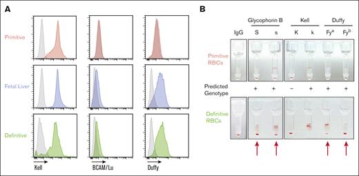 Red cell antigen expression in different developmental programs. (A) Expression of different red cell antigens by flow cytometry in primitive, definitive, and FL-derived RBC. Negative control is shown in gray. (B) Representative pictures of gel card assay using primitive and definitive isogenic iRBCs. RBCs were incubated with IgG against specific red cell antigens or control IgG. A positive reaction (agglutination) is indicated by the retention of RBCs at the top of the gel, whereas a negative reaction results in RBCs pelleted at the bottom of the tube. Expected outcome based on iPSC genotype is indicated.