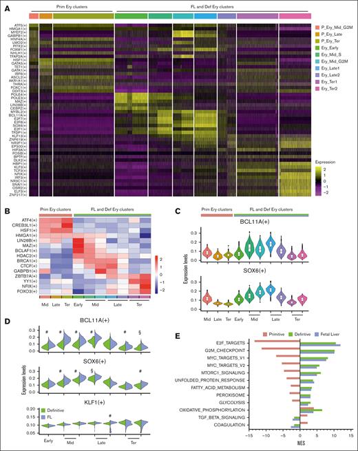 Identification of active regulons and gene signatures in primitive and definitive iRBCs. (A) Heat map of top 10 differentially expressed regulons across Seurat erythroid clusters. (B) Heat map of a selection of differentially active regulons in erythroid clusters. The color intensity represents the average regulon activity, z-score normalized by row. (C) Violin plot illustrating regulon activity of BCL11A and SOX6 in erythroid clusters. (D) Split violin plot of BCL11A, SOX6, and KLF1 regulon activity in FL-definitive erythroid clusters. Definitive iRBCs are shown in green and FL sample is shown in blue. Adjusted P-values are calculated using Wilcoxon rank sum test with Bonferroni correction (§Padj < 1e-4, #Padj < 1e-8). (E) GSEA analysis of FL and definitive and primitive-derived RBC. Normalized enrichment scores of significant pathways (Padj < .01) are shown.