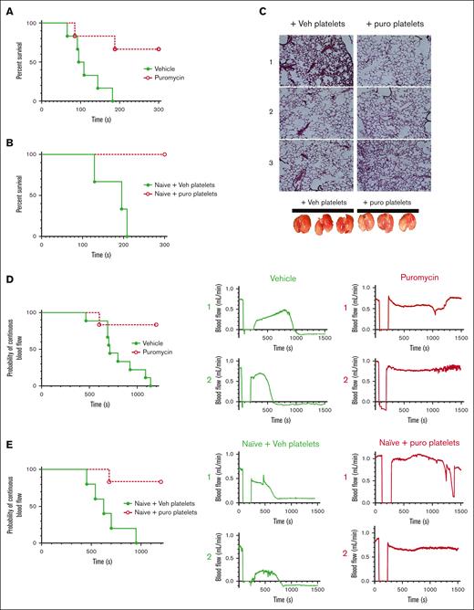 Inhibition of thrombosis by blockade of plasma-driven translation in murine platelets. (A) Time to cessation of respiration in mice treated as indicated, after bolus administration of 900 U/kg thrombin to induce pulmonary thromboembolism; n = 6; P < .01. (B) Naïve mice were transfused with 1 × 108 washed platelets from vehicle- or puromycin-treated mice, and subject to thrombin administration and monitoring as in panel A. Time to cessation of respiration is shown. Veh, vehicle; puro, puromycin. n = 3; P < .03. (C) Representative images of hematoxylin/eosin-stained lung sections from mice from panel B, perfused with saline immediately after the experimental end point, before lung resection. Photographs of the resected lungs before sectioning are shown below. Lungs from mice receiving vehicle-treated platelets appeared blood-filled, indicating thrombosis preventing saline perfusion, whereas lungs from mice receiving puromycin-treated platelets appeared to contain less blood, indicating reduced thrombosis. (D) Carotid arteries in WT mice treated with vehicle or puromycin as indicated were injured with 7.5% FeCl3. Flow rates through the carotid artery downstream of the injury site were monitored with a Doppler probe. Time to cessation of blood flow is shown. Two representative tracings showing blood flow before, during, and after injury per treatment are shown to the right; n = 9 vehicle, n = 6 puromycin; P < .005. (E) WT untreated (naïve) mice transfused with 1 × 108 washed platelets freshly isolated from vehicle- or puromycin-treated mice were subject to FeCl3 carotid arterial injury as in panel D; n = 5 naïve + vehicle platelets, n = 6 naïve + puromycin platelets; P < .006. Vehicle or vehicle platelet-infused, green closed circles and solid green lines; puromycin or puro platelet-infused, red open circles and dotted red lines.