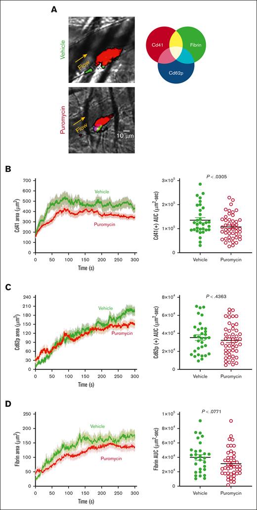Clot dynamics after laser injury to cremaster muscle arterioles in puromycin-treated mice. (A) Representative images from hemostatic clots formed in vehicle- and puromycin-treated mice, 100 seconds after injury. Cd41, red; Cd62p, blue; fibrin, green. (B) Platelet accumulation, (C) Cd62p exposure, and (D) fibrin deposition were monitored by confocal intravital fluorescence microscopy; 32 injuries in 3 vehicle-treated mice, and 46 injuries in 3 puromycin-treated mice. Graphs in panels B-D shows the AUC for each. The lines and error bars indicate median and interquartile ranges. Vehicle, green lines and green closed circles; puromycin, red lines and red open circles.
