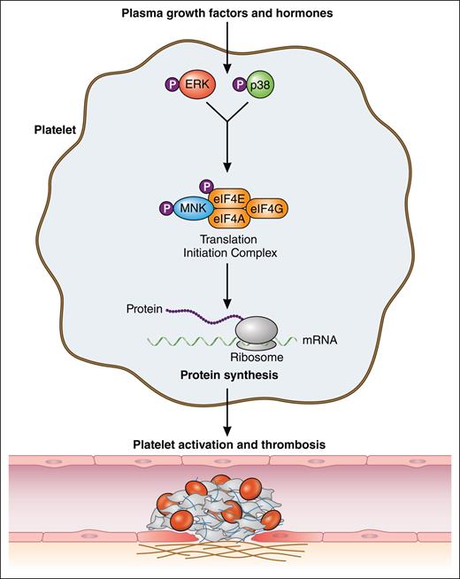 Plasma-borne growth factors and hormones drive constitutive translation in platelets through activation of MNK via the ERK/p38 signaling pathway. MNK activates the translation initiation complex, consisting of eukaryotic initiation factors (eIFs) eIF4A, eIF4G, and eIF4E, through phosphorylation of the latter. Plasma-driven constitutive protein synthesis modulates platelet reactivity and contributes to the overall thrombotic potential. Professional illustration by Patrick Lane, ScEYEnce Studios.
