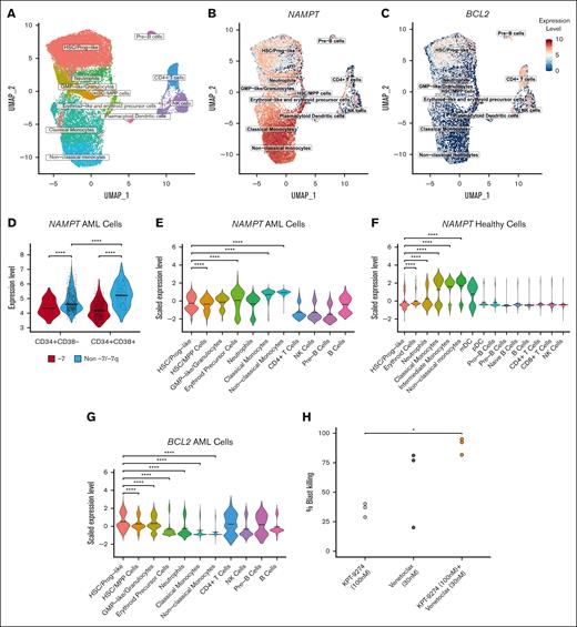 AML cell populations display distinct gene expression and drug sensitivity profiles at the single-cell level. (A) Uniform Manifold Approximation and Projection (UMAP) representation of the cell types identified from single-cell RNA sequencing data from samples from 7 patients with AML. The group consisted of 1 patient with monosomy 7 and 6 patients with AML without -7/-7q. Cells are colored based on clusters identified using ScType and in-house gene sets. (B) UMAP representation of log normalized NAMPT gene expression level across the total cell cohort. NAMPT expression increases toward the differentiated myeloid cell types. (C) UMAP representation of log normalized BCL2 gene expression. Cells that belong to the HSC/progenitor-like cell cluster show the most expression in the myeloid cells. (D) Violin plot showing log normalized NAMPT gene expression in CD34+CD38– and CD34+CD38+ cells. Cells were selected from the total cell cohort based on their CD34 and CD38 expression levels. NAMPT expression is significantly lower in cells from the patient with monosomy 7 than cells from the patients without -7/-7q. In the samples without -7/-7q, NAMPT expression is significantly higher in CD34+CD38+ cells than in CD34+CD38– cells. Comparisons were done using the Mann-Whitney U test. (E) Violin plot showing scaled NAMPT gene expression in the 11 different cell clusters. NAMPT expression is highest in the more-differentiated myeloid cells (erythroid-like, neutrophil-like, and monocyte-like cells) compared with myeloid progenitor or lymphoid cells. Scaled expression values were calculated using Seurat functions to bring NAMPT and BCL2 expression to the same level for a more accurate comparison. (F) Violin plot showing scaled NAMPT expression in different myeloid and lymphoid cells in healthy BM cells. Expression data are obtained from 8 different donors from the Human Cell Atlas. (G) Violin plot showing scaled BCL2 gene expression in cell clusters. BCL2 is expressed at a significantly higher level in the HSC/progenitor-like cells than other myeloid cell clusters. Mean gene expression is marked with thick lines in each violin plot. Cell clusters in each violin plot were compared with each other with Dunn test followed by the Kruskal-Wallis H test. (H) Dotplot illustrating the proportion of total blast killing as measured by multiparametric flow cytometry in 3 distinct samples from patients with AML with -7/-7q after incubation for 72 hours with NAMPT inhibitor KPT-9274 at 100 nM (light gray), BCL2 inhibitor venetoclax at 30 nM (dark gray), or a combination of both agents (orange). The combination leads to the death of significantly more AML blasts than the NAMPT inhibitor alone due to an additive effect. Statistical comparisons by the Tukey test subsequent to an ANOVA. ∗ P < .05; ∗∗ P < .01; ∗∗∗ P < .001; ∗∗∗∗ P < .0001. ANOVA, analysis of variance; mDC, myeloid dendritic cells; NK cells, natural killer cells; pDC, plasmacytoid dendritic cells.