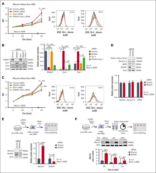 Effect of siRNA KD of RUNX1, CAV1, and FLOT1 in HEL cells on uptake and retention of albumin. (A) Effect of siRNA KD of RUNX1, CAV1, and RUNX1 + CAV1 on uptake and retention of albumin was assessed by flow cytometry. PMA-treated HEL cells were transfected with siRNA oligos (100 nM) targeting RUNX1, CAV1, or combination of both for 48 hours. They were then incubated with 30 μg/mL albumin Alexa Fluor 488 for the indicated period, fixed, washed, and albumin uptake was assessed using flow cytometry. MFI is shown (mean ± SEM of 3 experiments). Control siRNA (black line); RUNX1 siRNA (red); CAV1 siRNA (orange); RUNX1 + CAV1 siRNA (green). P values shown are for comparisons with control siRNA by Student t test. Representative flow cytometry histograms at 0 and 24 hours are shown on the right. (B) Immunoblots showing RUNX1, Cav1, and Flot1 with actin as loading control in control cells and after KD of RUNX1, CAV1, or both. The quantification is shown on the right (mean ± SEM, n = 3). P values are for comparisons by Student t test. (C) Effect of siRNA KD of RUNX1, FLOT1, or combination of both on uptake of albumin by flow cytometry. Following siRNA KD, HEL cells were incubated with 30 μg/mL of albumin Alexa 488 for up to 24 hours, fixed, and analyzed by flow cytometry. Albumin uptake is expressed as MFI (mean ± SEM, n = 3). P values shown are for comparisons with control siRNA by Student t test. Control siRNA (black), RUNX1 siRNA (red), FLOT1 siRNA (orange), and RUNX1 + FLOT1 siRNA (green). Representative flow cytometry histograms are shown on the right. (D) Immunoblots showing relative levels of clathrin, dynamin-2, and ARF6 after RUNX1 KD in HEL cells. The relative protein expression is shown below (n = 3). (E) HEL-cell albumin levels by immunoblotting after siRNA RUNX1 KD. HEL cells were incubated with RUNX1 siRNA for 24 hours in culture media containing fetal bovine serum. At 24 hours, the cells were washed with buffer and albumin levels assessed in cell lysates. Shown are a representative immunoblots with quantification of albumin and RUNX1 on the right (n = 3 experiments). (F) HEL-cell albumin levels over 24 hours in control cells and RUNX1-deficient cells. HEL cells were incubated with RUNX1 or control siRNA for 24 hours in culture media containing FBS. At 24 hours, cells were washed and suspended in buffer without FBS. Albumin levels were assessed using immunoblotting in cell lysates at intervals shown. Shown is a representative immunoblot and quantification (n = 3 experiments).