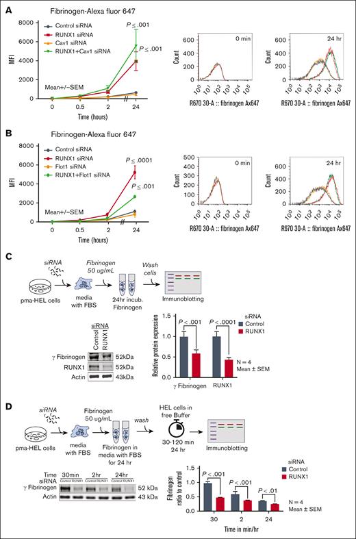 Effect of siRNA KD of RUNX1, CAV1, and FLOT1 on uptake and retention of fibrinogen in HEL cells. (A) Effect of siRNA KD of RUNX1, CAV1, or combination of both on uptake and retention of fibrinogen. PMA-treated HEL cells were transfected with siRNAs (100 nM): control (black dots), RUNX1 (red), CAV1 (orange), or combination of RUNX1 + CAV1 (green) for 48 hours. Cells suspensions were incubated with 10 μg/mL fibrinogen Alexa 647 for indicated times at 37°C, fixed and uptake was evaluated by flow cytometry. Shown mean ± SEM of 3 experiments. P values represent comparisons with control at 24 hours. Representative histograms are shown on the right. (B) Effect of siRNA KD of RUNX1, FLOT1, or combination of both on uptake and retention of fibrinogen by flow cytometry. RUNX1 and FLOT1 KDs were performed as described above. HEL cells were incubated with fibrinogen Alexa 647 (10 μg/mL) for indicated times. Data shown are mean of 2 experiments. Control cells (black), RUNX1 KD (red), FLOT1 KD alone (orange), combined RUNX1, and FLOT1 KD (green). Representative histograms are shown on the right. (C) HEL-cell fibrinogen levels using immunoblotting after siRNA RUNX1 KD. Cells treated with control and RUNX1 siRNAs were washed and incubated in culture media containing fetal bovine serum and 50 μg/mL fibrinogen for 24 hours. Fibrinogen levels were assessed in washed cell lysates. A representative immunoblot showing fibrinogen and RUNX1 is shown with quantification on the right (n = 4 experiments). (D) Fibrinogen levels over 24 hours in HEL cells treated with control or RUNX1 siRNAs and monitored in buffer without fibrinogen. HEL cells treated with RUNX1 or control siRNAs were washed and resuspended in media with added 10% FBS and 50 μg/mL fibrinogen for 24 hours at 37°C. Cells were washed, resuspended in media without fibrinogen or FBS. Fibrinogen levels were assessed in lysates by immunoblotting at time points shown. Shown is a representative immunoblot and quantification from 4 separate experiments.