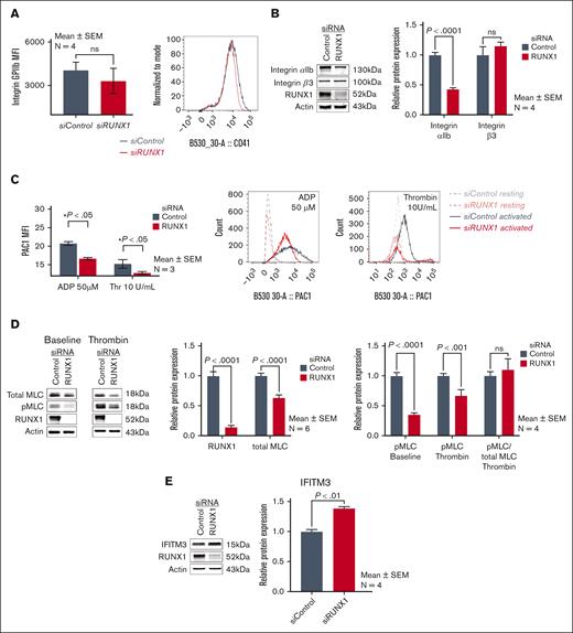 Effect of RUNX1 KD on αIIbβ3 expression and activation, MLC expression and phosphorylation, and IFITM3 in HEL cells. (A) Effect of RUNX1 KD on αIIbβ3 expression in HEL cells by flow cytometry using anti-CD41a antibody. (B) Representative immunoblots of αIIb, β3, RUNX1, and β-actin protein expression and densitometric quantification (n = 4). P values show comparisons by the Student t test. (C) Effect of RUNX1 KD on αIIbβ3 activation evaluated by flow cytometry. FITC-labeled PAC1 antibody was used to assess activation of αIIbβ3 complex in control HEL cells (black lines) and after RUNX1 KD (red lines), in the resting state (interrupted lines) and upon stimulation with ADP (50 μM) or thrombin (10 U/mL) (continuous lines). Data are expressed in arbitrary units as mean ± SEM (n = 3). (D) Effect of RUNX1 KD on MLC expression and its phosphorylation upon thrombin activation in HEL cells. Left panel: representative immunoblots of total MLC, phospho-MLC (pMLC), RUNX1, and actin protein expression in control cells and those with RUNX1 KD, in the resting state (baseline) and after thrombin activation (5 U/mL). Right panel: relative protein expression of RUNX1 and total MLC, and of pMLC in resting state (baseline) and after thrombin (5 U/mL) activation in control and RUNX1-deficient cells. The last 2 bars show the pMLC as a fraction of the total MLC present in control cells and RUNX1 deficient cells. (E) Representative immunoblots showing relative protein expression in HEL cells of IFITM3, RUNX1, and actin, and densitometric quantification on RUNX1 KD. Data are shown as mean ± SEM (n = 4).