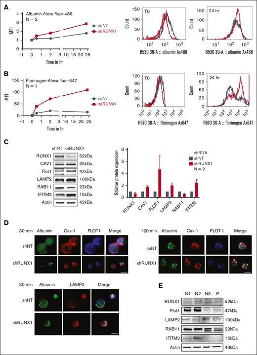 Effect of shRNA RUNX1 KD in primary human MK on albumin and fibrinogen uptake and platelet levels of Flot1, LAMP2, RAB11, and IFITM3 in patient with FPDMM. (A) Effect of shRNA RUNX1 KD in primary MK on uptake of albumin by flow cytometry. MK were differentiated in vitro from human CD34+ cells for 12 days. CD34+ cells were infected with shRX1- or shNT-lentiviruses and expressing mCherry (mCherry+) and sorted on day 4 of differentiation. From day 5 cells were cultured until day 11 or day 12 to mature MK and used for protein uptake studies using flow cytometry as described for HEL cells. Left panel: line graph shows MFI of albumin Alexa 488 uptake by MK overtime. Black lines indicate shNT and red shRX MK. Shown mean of 2 experiments. Right panel: representative histograms of albumin Alexa 488 uptake at the initial time point and 24 hours. (B) Effect of shRNA RUNX1 KD in MK on uptake of fibrinogen Alexa 647 by flow cytometry. Black lines indicate shNT and red shRX MK. (C) Effect of shRNA RUNX1 KD in MK on levels of RUNX1, Cav1, Flot1, LAMP2, RAB11, IFITM3, and actin (as loading control) by immunoblotting. Shown on the right is the relative protein levels done in duplicate. (D) Effect of shRNA RUNX1 KD in MK on albumin colocalization with Cav1, and Flot1 (top panels, 30 and 120 minutes) and with LAMP2 (bottom panel, 30 minutes) by immunofluorescence microscopy. Representative images are shown. shNT and shRX cells were incubated with 30 μg/mL albumin Alexa 488 for 30 and 120 minutes, fixed and immobilized on poly-L-lysine-coated coverslips. Albumin is shown in green fluorescence. In the top panels, cells were additionally stained with anti-Cav1 (red) or anti-Flot1 (blue) antibodies to assess colocalization as seen in merged images. In the bottom panel the cells were additionally stained with anti-LAMP2 (blue). (E) Platelet levels of Flot1, LAMP2, RAB11 and IFITM3 in patient with FPDMM (P, father) and 3 healthy donors (N, 1-3).