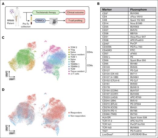 High–dimensional spectral cytometry of pretreatment PBMCs. (A) Immune profiling workflow. (B) The spectral cytometry flow panel including subset, lineage, exhaustion markers, and activation markers is shown with (A) designating markers not included in dimensionality reduction analysis. (C) Dimensionality reduction analysis of pretreatment PB T cells identified 12 unique T-cell populations. (D) T-cell populations separated by teclistamab responders and nonresponders.