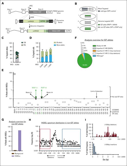Efficacy and specificity of genome editing at the RAG2 locus using universal correction strategy. (A) Schematics of gene-targeted integration of codon- coRAG2 and an expression cassette. The coRAG2 sequence is under the control of an endogenous promoter. (B) Overview of genome-editing outcomes. (C) Percent coRAG2-GTed in healthy donor (HD)purified HSPCs from fresh CB and frozen PB. Each circle represents a unique human HSPC donor. Genome-targeted (GTed) integration of coRAG2 was quantified by digital-droplet polymerase chain reaction (ddPCR). (D) Frequency of cells with 1 (monoallelic) or 2 (biallelic) alleles targeted as a function of the virus’ MOI. Analysis was performed on single cells sorted on methylcellulose plates (n = 5 at 5000 MOI; n = 4 at 2500 MOI; and n = 2 at 1250 MOI). Bars ± SEM (E) OT analysis using RAG2-SCID (c.296C>A and c.1342C>A) patient-derived HSPCs. Next-generation sequencing of 48 COSMID predicted OT sites in edited-only (RNP-sgRNA guide no. 3 and HiFi Cas9 nuclease) or electroporated-only (mock, nucleofected without RNP) cells. Shown INDELs reads for on-target (RAG2 gene, white circle) and OT sites below the limit of detection (gray circles) and above the limit of detection (green circles). PacBio-based analysis overview of (F) quantification of perfect and imperfect homologous recombination events using PacBio sequencing. Marked as “wild-type∗” are events that retained the wild-type protospacer adjacent motif sequence even after perfect HR repair. (G) A total of 85.5% of the bulk non-GT alleles have INDELs and 14.5% are wild-type (WT) alleles. The brown bar represents the background signal from sequencing error. (H) An overview of the INDEL spectrum in non-GT alleles identified short deletions (∼13 bp) as the predominant events. Each dot represents the frequency of a unique PacBio long-read size bin. Red box shows ≥100 bp deletions in (I) top histogram. Blue box shows ≥100 bp insertions in (I) bottom histogram. Percent total frequency of ≥100 bp deletions is 4.2 and of ≥100 bp insertions is 4.0 (supplemental Figure 4D). SNP, single nucleotide polymorphism.