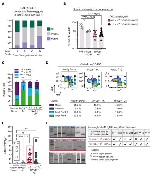 Ex vivo gene-targeted RAG2null HSPCs correct in vivo B cell developmental block. (A) Percent of total genome editing (INDELs and HR) in RAG2null patient-derived HSPCs, using 4 different AAV6 production lots. AAV6 lot D (asterisk marked) was used for all subsequent engraftment studies. (B) Percent human cells (CD45+ HLA A-B-C+) engrafted in BM after transplanting (22 weeks post-Tx) 0.5 x106 uncorrected RAG2null patient-derived HSPCs (n=4 mice, grey circles), 0.5 x106 coRAG2-GT HSPCs (n=15 mice, half red circles) or 1.0 x106 coRAG2-GT HSPCs (n=15 mice, black circles). Healthy donor (HD) HSPCs were used as control (n=6, white circles). RAG2null patient genotype: c.296C>A; c.1342C>A. (C) FACS-based quantification is shown in (D) of large Pre-B I, small Pre-B II, immature, and mature B cells derived from coRAG2-GT HSPCs. Each population is graphed as a percent of total B cells. Bars: mean ± s.e.m. (D) Representative FACS plots of B-cell developmental stages derived from a healthy donor (left panel), RAG2null patient (middle panel), and coRAG2-GT RAG2null HSPCs. FACS-based quantification of percent cells in each developmental stage is shown. (E) FACS-based quantification of CD19+CD20+IgM+ triple-positive B cells derived from each condition tested. (F) PCR-based sequencing of immunoglobulin M (IgM) heavy chain (Vh) families from sorted triple-positive B-cells.