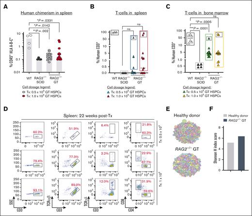 Correction of RAG2 gene function in RAG2null HSPCs restores V(D)J activity and normal T cells development. (A) Percent human cells (CD45+ HLA A-B-C+) detected in spleen (SP) (22 weeks post-Tx) with coRAG2-GTed RAG2null HSPC (0.5 x 106, grey circles or 1.0 x 106, red circles). HD (white circles) and uncorrected RAG2-/- (black circles) HSPCs-derived human cells were engrafted and analyzed in parallel. (B) Human CD3+ T-cells detected in the spleen (SP) and (C) bone marrow (BM) derived from coRAG2-GTed RAG2null HSPCs. (D) FACS plots showing T-cells analysis derived from 3 mice with the highest level of human CD3+ cells (dotted squares). Functional V(D)J rearrangement is demonstrated by the presence of CD3+TCR α/β, CD3+TCR γ/δ, and single-positive CD4+ and CD8+ derived from coRAG2-GTed RAG2null HSPCs. (E) Treemap diversity analysis for TCRA/TCRD CDR3 sequences from sorted CD3+ cells from (C). Each circle is a unique CDR3 sequence, and the size of the circle represents the frequency out of the total number of reads. (F) Shannon H index score quantification of CDR3 sequence from (E-F), showing oligoclonal repertoire. Shannon index score of ≥8 indicates polyclonal repertoire. Stats. One-way ANOVA, nonparametric, Kruskal-Wallis test. Median plotted in A-C.