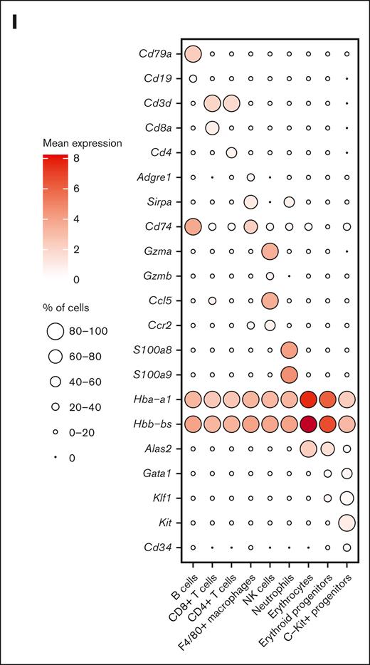 Dynamics of splenic erythroid regeneration in response to PHZ and bleeding stress. (A) Schematic illustration of the experiment to generate PHZ- and BLD-induced stress erythropoiesis models. (B-C) Peripheral blood analysis in mice treated with PHZ (B) or BLD (C) at various time points. Triangle indicates the time point chosen for subsequent analyses. (D) Comparison of spleen morphology under normal conditions, PHZ and bleeding (n = 2). (E) Histological examination (using hematoxylin and eosin staining) of spleen tissue from mice under normal, PHZ, and bleeding conditions. (F) Schematic illustration of experiment to analyze single cell transcriptomes. (G) UMAP visualization of pooled scRNA-seq data from normal, PHZ, and bleeding conditions, with annotations of 9 subpopulations. (H) UMAP visualization of 9 annotated subpopulations from normal, PHZ, and bleeding spleen tissues respectively. (I) Dot plot showing feature genes of each annotated subpopulations. HCT, hematocrit; HGB, hemoglobin; NK, natural killer; NT, no treatment.