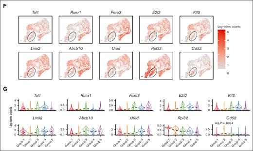 Emerging erythroid cells subpopulations display distinct transcriptional programs. (A) UMAP visualization of the 9 initial clusters of emerging erythroid cells in the pooled scRNA-seq data. (B) UMAP visualization of the 5 reclustered groups in the emerging erythroid cells in the pooled scRNA-seq data. (C) Heat map showing the expression levels of DEGs of single cells of the 9 initial clusters. (D) Heat map showing the average expression levels of DEGs of single cells from group 1 to group 5, as well as 3 individual DEGs from group 2. (E) Dot plot demonstrating the enrichment analysis (GO biological processes) of DEGs from groups_1, 3, 4, and 5, respectively. (F) UMAP visualization of the selected gene expression levels among various groups in emerging erythroid cells, with group 2 highlighted in ovals. (G) Violin plots comparing the differences in selected gene expression levels among various groups in emerging erythroid cells. Adj., adjusted.