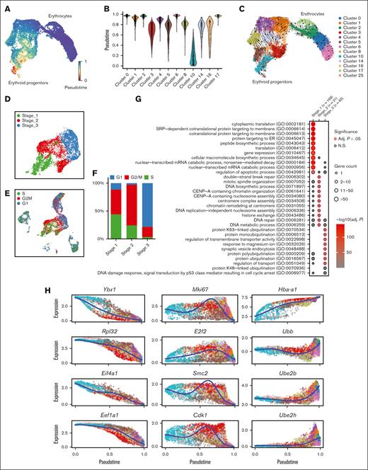 Emerging erythroid cells exhibit functionally distinct stages along the differentiation trajectory. (A) UMAP plot of erythroid cell populations colored by pseudotime. (B) Violin plot showing the distribution of pseudotime in all initial erythroid cell population clusters. (C) Pseudotime trajectory analysis demonstrating the directions of erythroid differentiation as indicated by the arrows along various erythroid populations. (D) UMAP visualization of the 3 regrouped stages in the emerging erythroid cells in the pooled scRNA-seq data. (E) UMAP visualization of the various stages of cell cycle in the pooled scRNA-seq data. (F) Bar graph showing the proportions of different cell-cycle phases (G1, S, and G2M) of pooled spleen cells from different stages. (G) Dot plot demonstrating the enrichment analysis (GO biological processes) of DEGs from stages 1, 2, and 3, respectively. (H) Expressions of selected genes in all erythroid populations along the pseudotime axis.