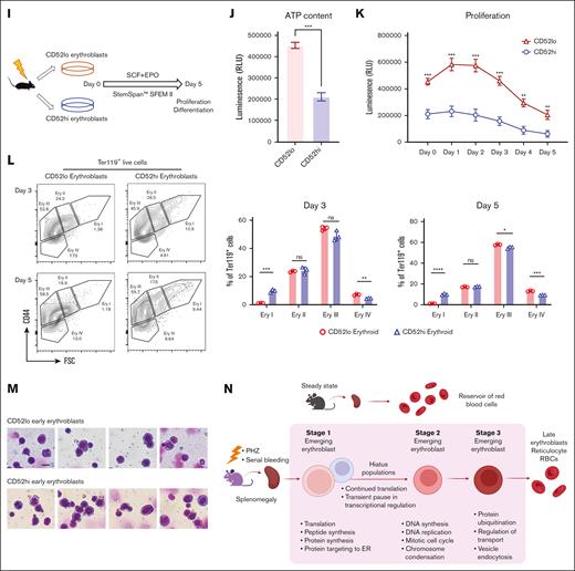 “Hiatus” subpopulation resides between early stages of emerging erythroid cells. (A) UMAP visualization of Group_1 to Group_5 in emerging erythroid cells under PHZ and bleeding conditions, respectively. (B) Pie chart (left) and bar graph (right) showing the proportions of each group in PHZ and BLD conditions, respectively. (C) Representative gating strategy of CD52lo high and CD52lo Ery I+II and Ery III fractions within splenic early erythroblasts during bleeding stress. (D) Protein synthesis rate, as determined by OP-Puro incorporation, of the indicated erythroblast populations (CD52hi and CD52lo Ery I+II and Ery III) under bleeding stress. (E) mRNA expression of Gata1, Tal1, Klf1, Nfe2, Abcb10, and Rpl28 isolated from CD52lo and CD52hi Ery I+II and Ery III populations under bleeding stress. Error bars indicate the standard error of the mean (SEM) for 3 independent experiments. (F) Representative gating strategy of CD52lo high and CD52lo Ery I+II and Ery III fractions within splenic early erythroblasts during PHZ stress. (G) Protein synthesis rate, as determined by OP-Puro incorporation, of the indicated erythroblast populations (CD52hi and CD52lo Ery I+II and Ery III) under PHZ stress. (H) mRNA expression of Gata1, Tal1, Klf1, Nfe2, Abcb10, Rpl28 isolated from CD52lo and CD52hi Ery I+II and Ery III populations under PHZ stress. (I) Schematic illustration of the experiment to isolate CD52lo and CD52hi early erythroblasts (Ery I) from mice subjected to bleeding stress and culture in vitro. (J) Adenosine triphosphate content of CD52lo and CD52hi early erythroblasts measured by CellTiter-Glo Luminescent Cell Viability Assay. (K) Proliferation of CD52lo and CD52hi early erythroblasts in the in vitro culture from day 0 to day 5. (L) Erythroid differentiation of CD52lo and CD52hi early erythroblasts in the in vitro culture at day 3 and day 5, measured by flow cytometry analysis. Representative flow cytometric plots were shown on the left. (M) Morphology of CD52lo and CD52hi early erythroblasts after cytospin. Scale bar, 10 μm. (N) Illustration of the proposed model for cell intrinsic differentiation trajectory of emerging erythroid cells during anemic stress. Under steady state, murine spleen contains a reservoir of mature erythrocytes, whereas during anemic stress, mice undergo splenomegaly, and early erythroblasts emerge in the spleen, displaying transition of various biological processes during differentiation, with a “hiatus” subpopulation residing between early stages. Illustration was created via biorender.com. For all quantification, means ± SEMs; ∗ P < .05; ∗∗ P < .01; ∗∗∗ P < .001; ∗∗∗∗ P < .0001 by t test. mRNA, messenger RNA; OP-Puro, O-Propargyl-puromycin.