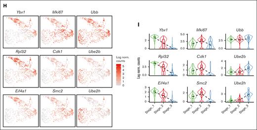 Transcriptomic analysis of steady state BM single cells. (A) UMAP visualization of scRNA-seq data from steady state BM samples, with annotations of 11 subpopulations. (B) UMAP visualization of the 5 reclustered groups in the erythroid progenitor populations in steady state bone marrow scRNA-seq data. (C) UMAP visualization of the selected gene expression levels among various groups in steady state BM erythroid progenitors, with Group_2 highlighted in ovals. (D) Violin plots comparing the differences in selected gene expression levels among various groups in steady state bone marrow erythroid progenitors. (E) UMAP visualization and quantification of the distribution of “hiatus” subpopulation in steady state BM, PHZ-treated spleen and bleeding-treated spleen, respectively. (F) UMAP visualization and bar graph showing the proportions of different cell-cycle phases (G1, S, and G2M) of steady state BM cells from different stages (stages_1 to _3). (G) Dot plot demonstrating the enrichment analysis (GO biological processes) of DEGs from stages_1, 2, and 3 in steady state BM erythroid progenitors. (H) UMAP visualization of the selected gene expression levels among various stages in steady state BM erythroid progenitors. (I) Violin plots comparing the differences in selected gene expression levels among various stages in steady state BM erythroid progenitors. NK cell, natural killer cell; SRP, signal-recognition particle.
