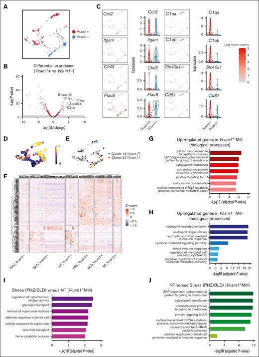 Splenic macrophage populations display distinct gene expression signatures. (A) UMAP visualization of Vcam1– and Vcam1+ macrophages in the pooled scRNA-seq data of F4/80+ macrophage populations. (B) Volcano plots showing the DEGs between Vcam1+ vs Vcam1– macrophages. (C) UMAP visualization and Violin plots comparing the differences in selected gene expression levels between Vcam1+ vs Vcam1– macrophages. (D) UMAP plot of macrophage populations coloured by pseudotime. (E) Pseudotime trajectory analysis demonstrating the directions of macrophage differentiation as indicated by the arrows. (F) Heat map showing the expression levels of DEGs of single cells in Vcam1– and Vcam1+ macrophages from NT, PHZ, and BLD conditions, respectively. Enrichment analysis (GO biological processes) of genes upregulated in Vcam1+ macrophages (G), genes upregulated in Vcam1– macrophages (H), genes upregulated in stress (PHZ/BLD) vs NT Vcam1+ macrophages (I), and genes upregulated in NT vs stress (PHZ/BLD) Vcam1+ macrophages (J). ER, endoplasmic reticulum; NT, no treatment.