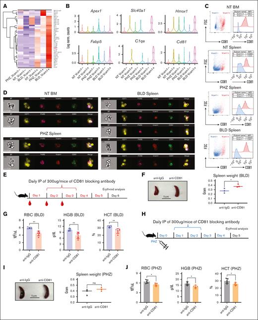 CD81 is expressed on EBI macrophages and functionally required to overcome anemic stress. (A) Heat map showing the average expression levels of DEGs of cells from Vcam1+ macrophages in PHZ and BLD conditions, respectively. (B) Violin plots comparing the differences in selected gene expression levels in Vcam1– and Vcam1+ macrophages from NT, PHZ, and BLD conditions, respectively. (C) Flow cytometry analysis showing the expression of CD81 in Vcam1+ and Vcam1– macrophages, respectively. (D) Coexpression of CD81 with F4/80 and Vcam1 on EBI macrophages in steady state BM, as well as spleen under PHZ and BLD conditions, as demonstrated by Amnis ImageStream. (E) Schematic illustration of experiment to validate the function of CD81 in erythroid recovery from BLD stress. CD81 blocking antibody (anti-CD81) was administered into BLD-treated mice. (F) Comparison of spleen morphology with or without CD81 blockade under BLD conditions (n = 3). (G) Peripheral blood analysis in mice subjected to BLD stress with and without CD81 blockade (n = 5). (H) Schematic illustration of experiment to validate the function of CD81 in erythroid recovery from PHZ stress. CD81 blocking antibody (anti-CD81) was administered into PHZ-treated mice. (I) Comparison of spleen morphology with or without CD81 blockade under PHZ conditions (n = 3). (J) Peripheral blood analysis in mice subjected to PHZ stress with and without CD81 blockade (n = 5). For all quantification, means ± SEMs; ∗ P < .05; ∗∗ P < .01 by t test. HCT, hematocrit; HGB, hemoglobin; NT, no treatment.