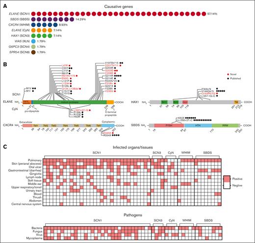 Genetic and clinical features of CN. (A) A total of 56 cases had a clearly identified causative gene. Among these, 36 had mutations in the ELANE gene, which included SCN1 (n = 32, 57.14%) and CyN (n = 4, 7.14%). The remaining 20 patients had mutations in other genes, which included SBDS (n = 8, 14.29%), CXCR4 (n = 5, 8.93%), HAX1 (n = 4, 7.14%), and WAS, G6PC3, SPR54 with 1 patient each (each accounting for 1.79%). (B) Location of the mutations on the ELANE, HAX1, CXCR4, and SBDS proteins. Each dot represents a case with that particular mutation. Highlighted in red are novel mutations. On the ELANE protein, mutations higher on the diagram are associated with SCN and those lower with CyN. (C) This panel shows the tissues/organs infected or types of infectious agents involved in the medical history of patients in these 5 groups. Red squares indicate a history of infection at the specific site or with the pathogen; White squares denote no reported infection at the site or with the pathogen. BH1 and BH2, Bcl-2 protein homology domains; FYSH, Fungal, Yhr087w, and Shwachman domains; HTH, helix-turn-helix domain; PEST, region rich in proline (P), glutamic acid (E), serine (S), and threonine (T); RRM, RNA recognition motif; TM, transmembrane-like domain.