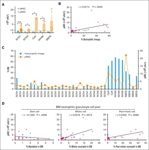 Relationship between BM neutrophil lineage development and G-CSF responsiveness in different patient groups. (A) bANC before G-CSF treatment and pANC after G-CSF treatment in 36 patients who underwent concurrent G-CSF therapy and ANC monitoring. pANC, peak ANC levels within 10 days after the initiation of G-CSF. Student t test was used for comparation of ANC before and after G-CSF treatment within each group. ∗P < .05; ∗∗P < .01; ∗∗∗P < .001; ∗∗∗∗P < .0001. Bars represent means ± SD. (B) Statistical analysis of the correlation between the proportion of BM neutrophilic lineage cells and peripheral pANC, using Spearman correlation test. (C) Detailed analysis of the percentage of BM neutrophilic lineage cells and peripheral pANC in 30 patients who received G-CSF treatment concomitant with a cell morphology assay of BM smears. (D) Correlation between pANC and the populations of stem cell pool (myeloblast), the mitotic cell pool (promyelocyte, myelocyte) and the postmitotic cell pool (metamyelocyte, band cell and PMN), following the criteria described by Hong et al,24 using Spearman correlation test.