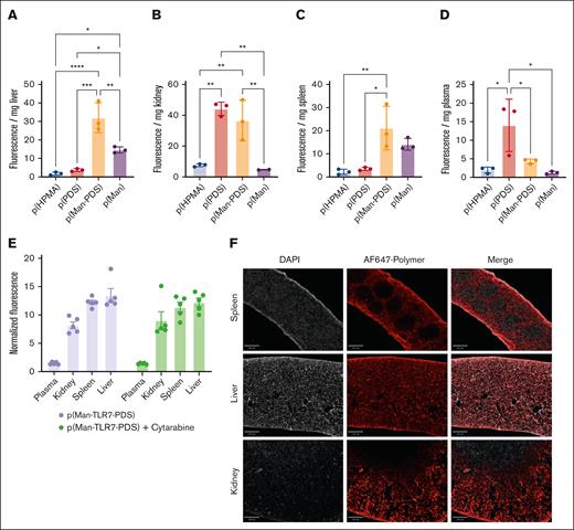 Both PDS and mannose moieties drive p(Man-TLR7-PDS) tissue biodistribution. (A-D) Mice bearing day 18 C1498 were injected IV with fluorescently–labeled polymer variants (n = 3). After 8 hours, mice were sacrificed and organs were harvested, weighed, and homogenized to determine polymer distribution. Normalized fluorescence intensity values are given for (A) liver, (B) kidney, (C) spleen, and (D) plasma. (E) In a similar, separate experiment, mice were treated with fluorescent p(Man-TLR7-PDS) IV, with or without cytarabine pretreatment 1 day prior (n = 5). Normalized fluorescence of each tissue is given. (F) Fluorescence images of tissue sections showing polymer accumulation (red) and DAPI (gray) (scale bar, 400 μm). All data are plotted as mean ± SEM. Statistical analyses were performed using ordinary 1-way analysis of variance with multiple comparisons. ∗P < .05; ∗∗P < .01; ∗∗∗P < .001; ∗∗∗∗P < .0001. DAPI, 4′,6-diamidino-2-phenylindole.