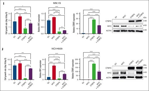 CTBP2 represses MYC-IRF4 transcriptional network in MM. (A-B) Differentially expressed genes (DEGs) after CTBP2 transduction in MM.1S and NCI-H929 cells. Genes with an absolute fold change >1.5 and adjusted-P < .05 relative to control cells were included. (A) Venn diagram of DEGs showing the number of overlap and unique genes in HMCL. (B) Volcano plots illustrating common DEGs upon CTBP2 transduction. Red dots indicate upregulated genes and blue dots indicate downregulated genes. Important downstream targets of CTBP2 were labeled with gene symbols and chosen for further study. (C) GSEA of hallmark gene sets ranked by normalized enrichment scores. Bubble plot showing top gene sets with downregulated patterns with false discovery rate (FDR) <0.05. The size and color of each bubble represent the number of DEGs in each pathway and the FDR, respectively. (D) GSEA showing downregulation of MYC and E2F hallmark gene sets upon CTBP2 transduction in MM. (E) Gene expression profiling of MYC and MYC-dependent genes (n = 83) in transduced MM cells with the MYC target PCR array. Change in gene expression was calculated using the ΔΔCt method. Yellow, relatively low expression; blue, relatively high expression. (F) Transcript levels of MYC and its targets evaluated by real-time quantitative polymerase chain reaction. GAPDH served as the reference gene. (G) Immunoblotting analysis illustrating the downregulation of MYC and its targets in CTBP2-transduced MM cells compared with EV. β-actin served as the internal control. (H) GSEA of the previously described IRF4 gene sets. Bubble plot showing downregulation of IRF4 targets upon CTBP2 transduction. All pathways with FDR <0.001. (I-J) Exogenous expression of MYC rescued MM cells from CTBP2-induced growth inhibition in (I) MM.1S and (J) NCI-H929 cells, as shown by (from left to right) WST-1 assay showing cell growth at day 4 relative to day 0, and transduction efficiency for MYC and CTBP2 demonstrated at the mRNA and protein levels. In panels F,I,J, results are expressed as mean ± SD of triplicate measurements from at least 3 independent experiments. ∗P < .05; ∗∗P < .01; ∗∗∗P < .001; ∗∗∗∗P < .0001.