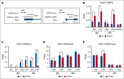 CTBP2 reduces H3K27ac binding to MYC and IRF4 promoters in MM. (A) The Txn Factor chromatin immunoprecipitation (ChIP) track displaying CTBP2 binding sites (gray bars) on (left) MYC and (right) IRF4 loci in human ESC from the ChIP-seq data of the ENCODE project. ChIP-PCR primers were labeled with respect to their distance to the transcription start site , which was denoted as +1. (B-E) After CTBP2 transduction in NCI-H929 cells, ChIP-PCR was performed to show the (B) occupancy of CTBP2 and enrichment of (C) H3K27ac, (D) H3K4me3, and (E) H3K27me3 at the enhancer (EN) region, first exon of MYC, and the promoter and first intron of IRF4. The regions analyzed were labeled with respective to their distance from the transcription start site. GAPDH promoter and noncoding (NR) region served as a negative control. The results are expressed as the mean ± SD of triplicate measurements from at least 3 independent experiments. ∗P < .05; ∗∗P < .01; ∗∗∗∗P < .0001.