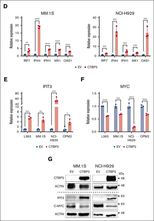 CTBP2 activates interferon pathway genes in MM. (A-C) GSEA of transcriptome data for hallmark gene sets (A), Gene Ontology Biological Process (GO BP) (B), and interferon pathway gene sets (C) ranked by normalized enrichment scores. Bubble plot showing the top gene sets upregulated by CTBP2 with FDR <0.05. Size and color of each bubble represent the number of DEGs in each pathway and the FDR, respectively. (D-G) After overexpression of CTBP2, the expression of ISGs (D), IFIT3 (E), and MYC (F) in HMCLs was evaluated by RQ-PCR. GAPDH served as the loading control. (G) Immunoblotting analysis of IFIT3 and MYC. β-actin served as the loading control. In panels D-F, results are expressed as the mean ± SD of triplicate measurements from at least 3 independent experiments. ∗P < .05; ∗∗P < .01; ∗∗∗P < .001, ∗∗∗∗P < .0001.