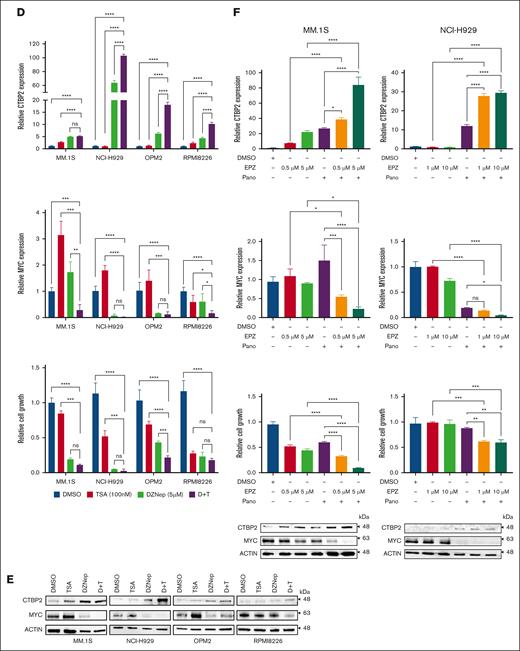 Reactivation of CTBP2 expression by EZH2i and HDACi in MM. (A) Integration of ChIP-seq data from the BLUEPRINT Consortium and the ENCODE project in the UCSC genome browser for H3K27me3 levels around the CTBP2 locus at the stages of NPC development and MM. (B-C) Restoration of CTBP2 expression in HMCLs. (B) RQ-PCR of HMCLs treated with a serial dose of DZNep or TSA. GAPDH served as an internal control. Ordinary 1-way ANOVA followed by Dunnett multiple comparison test. (C) Immunoblotting of HMCLs treated with (left) DZNep at 10 μM and (right) TSA at 500 nM. β-actin served as the loading control. (D-F) HMCLs were treated with a single agent or combination of EZH2i and/or HDACi. Expression of CTBP2 (upper) and MYC (middle) as evaluated by RQ-PCR and cell proliferation (lower) using the CellTiter-Glo assay. Ordinary 1-way ANOVA followed by Tukey multiple comparison test. (D-E) MM.1S, NCI-H929, OPM2, and RPMI8226 were treated with DZNep and/or TSA at indicated dose. Expression changes in CTBP2 and MYC are illustrated by (D) RQ-PCR and (E) immunoblotting. (F) Treatment of EPZ-6438 (EPZ) at the indicated dose and/or panobinostat (Pano) at 10 nM in MM.1S and NCI-H929. Expression changes in CTBP2 and MYC are illustrated by (upper) RQ-PCR and (lower) immunoblotting. The results are expressed as the mean ± SD of triplicate measurements from at least 3 independent experiments. ∗P < .05; ∗∗P < .01; ∗∗∗P < .001, ∗∗∗∗P < .0001; ns, not significant.