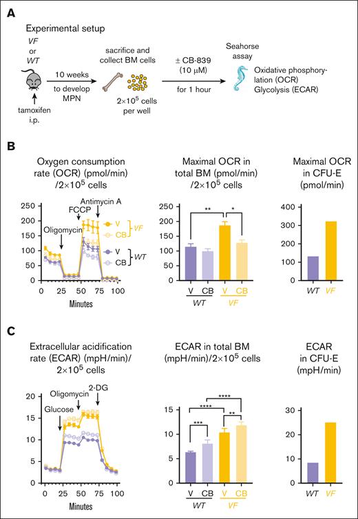 Effects of the GLS inhibitor CB-839 on BM cells in vitro. (A) Experimental scheme. Seahorse metabolic flux assay was performed with BM cells from WT mice (n = 6) or VF mice (n = 6). The cells were treated with DMSO or CB-839 (10 μM) 1 hour before the Seahorse assay. (B) Analysis of changes in OCRs upon administration of oligomycin, FCCP, and Antimycin A (left); maximal OCR values (middle) and maximal OCR displayed by sorted CFU-E (lin− ckit+ Sca1− CD41− CD16− CD150− CD105+) (right). (C) Analysis of changes in ECAR (mpH/min), indicative of glycolysis, upon administration of glucose, oligomycin, and 2-DG (left); maximal glycolysis rate (middle) and maximal glycolysis rate from sorted CFU-E cells (right), gated as described in panel B. The plots represent the mean ± standard error of the mean (SEM) from 6 mice per group from 1 experiment (for CFU-E panel, n = 1). 2-way analysis of variance (ANOVA) followed by Dunnett’s multiple comparison was performed. ∗P < .05, ∗∗P < .01, ∗∗∗P < .001, and ∗∗∗∗P < .0001. FCCP, carbonyl cyanide 4-(trifluoromethoxy)phenylhydrazone.