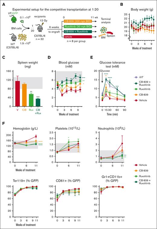 Effects of the GLS inhibitor CB-839, alone or in combination with ruxolitinib in vivo. (A) Experimental setup. VF;GFP BM cells were transplanted in competition with WT cells at a 1 to 20 ratio and the treatment started 6 weeks after engraftment. N = 12 mice per group. (B) Body weight of the mice monitored during the treatment. (C) Spleen weight of the mice from each group at the end of the experiment (after 11 weeks of treatment). (D) Treatment-induced changes in blood glucose levels measured in nonfasting conditions. (E) Glucose tolerance test performed 10 weeks after starting the treatment (right), in which fasting mice for 8 hours were injected with glucose IP and blood glucose levels monitored at different time points. (F) Effects of the treatment on hemoglobin, platelet, and neutrophil count (top) and on VF; GFP chimerism (represented as percentage of GFP+ cells) in erythrocytes (Ter119+), platelets (CD61+), and neutrophils (Gr1+ CD11b+) (bottom). The area colored in gray depicts the normal range expected for WT mice. The plots represent the mean ± SEM. 2-way ANOVA was performed in panels B,D-F and 1-way ANOVA in panel C; followed by Fisher least significant difference (LSD) test. ∗P < .05, ∗∗P < .01, ∗∗∗P < .001, and ∗∗∗∗P < .0001.