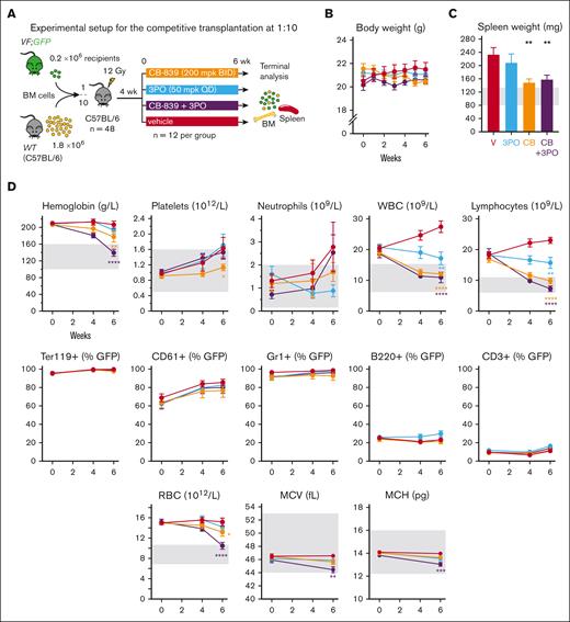 Effects of the GLS inhibitor CB-839, alone or in combination with the glycolytic inhibitor 3PO on hematologic parameters in vivo. (A) Experimental setup. Drug treatment started after 4 weeks of engraftment, n = 12 mice per group. (B) Body weight monitoring during the course of the study, as an indicator of toxicity. (C) Spleen weight of the mice at the end of the treatment. (D) Top: effects on blood counts measured at week 4 of the treatment and at week 6. Middle: VF;GFP chimerism of different cell types in peripheral blood, calculated by % of GFP+ cells in each population analyzed by flow cytometry. From left to right: erythrocytes (Ter119+), platelets (CD61+), neutrophils (CD11b+ Gr1+), B-cells (B220+), and T-cells (CD3+). Bottom: red blood cell (RBC) count, MCV, and mean corpuscular hemoglobin (MCH) of RBCs. The area colored in gray depicts the normal range expected for WT mice. The plots represent the mean ± SEM. 2-way ANOVA for panels B,D or 1-way ANOVA for panel C with multiple comparisons with the vehicle group (Fisher LSD test) were performed. ∗P < .05, ∗∗P < .01, ∗∗∗P < .001, and ∗∗∗∗P < .0001.