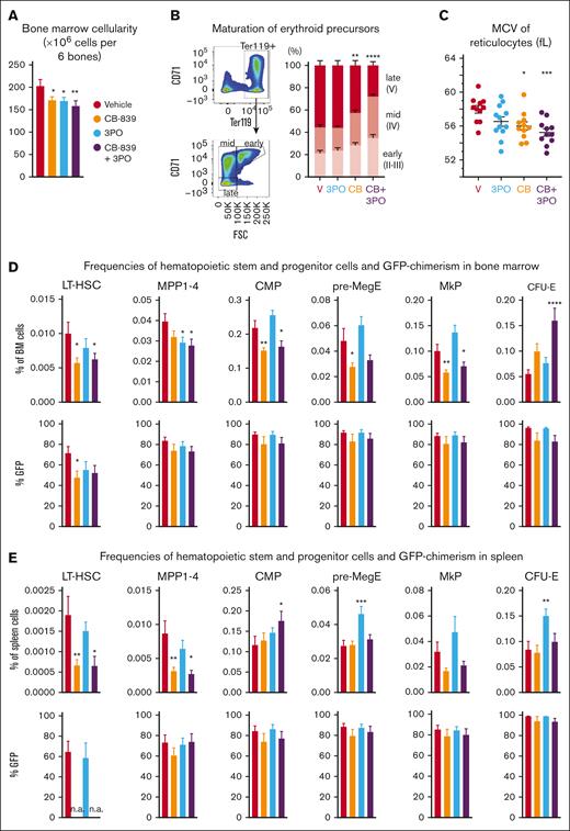 Analysis of HSPCs from BM and spleens of mice (n = 12 per group) from the experiment shown inFigure 3. (A) Total BM cellularity of treated mice (number of cells per 2 femurs, 2 tibias plus pelvis). (B) Percentages of early (CD71+ Ter119+ FSChigh), mid (CD71+ Ter119+ FSClow) and late (CD71− Ter119+ FSClow) erythroid precursors among all Ter119+ cells in each treatment arm (C) MCV of reticulocytes after 6 weeks of treatment. Individual values of each mouse are also plotted. (D) Top: frequencies of indicated subpopulations in BM, represented as percentage of total BM: HSCs (lin− ckit+ Sca1+ CD150+ CD48−), MPP (lin− ckit+ Sca1+, excluding HSCs), common myeloid progenitor (lin− ckit+ Sca1− CD34+ CD16−), pre-MegE (lin− ckit+ Sca1− CD41− CD16− CD105− CD150+), megakaryocyte progenitors (MkP) (lin− ckit+ Sca1− CD41+ CD150+), and CFU-E (lin− ckit+ Sca1− CD41− CD16− CD105+ CD150−). Bottom: VF;GFP chimerism (% GFP+ cells) in each population. (E) Top: frequencies of indicated subpopulations in the spleen, represented as percentage of total spleen cells. Cell types were identified as in panel B. Bottom: VF;GFP chimerism (% of GFP+ cells) in each population in the spleen. The plots represent the mean ± SEM. 1-way ANOVA was performed, followed by Fisher LSD test for statistical comparisons of each treatment group with the vehicle. ∗P < .05, ∗∗P < .01, ∗∗∗P < .001, ∗∗∗∗P < .0001.