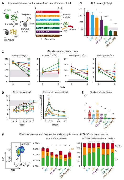 Examining the effects of drug treatments on advanced stages of MPN. (A) Experimental setup. (B) Spleen weight measured after 6 weeks of treatment. (C) Blood counts of treated mice before and after 6 weeks of treatment. (D) Blood glucose levels measured weekly during the treatment (left) and glucose tolerance test performed after 5 weeks of treatment (right). (E) Reticulin fibrosis grade determined in sternum after 6 weeks of treatment. (F) Frequencies of LT-HSCs in BM and their cell cycle status (left panel) and normalized percentages of LT-HSCs in different stages of the cell cycle (right panel). The markers used for cell cycle analysis were G0: Ki67− DAPI−, G1: Ki67+ DAPI−, and S/G2/M: Ki67+ DAPI+. Mean ± SEM is represented. 2-way ANOVA with multiple comparison against vehicle was performed with Fisher LSD test for panels C-D,F. 1-way ANOVA with multiple comparison to the vehicle group was performed with Fisher LSD test on panels B,E. ∗P < .05, ∗∗P < .01, ∗∗∗P < .001, and ∗∗∗∗P < .0001.