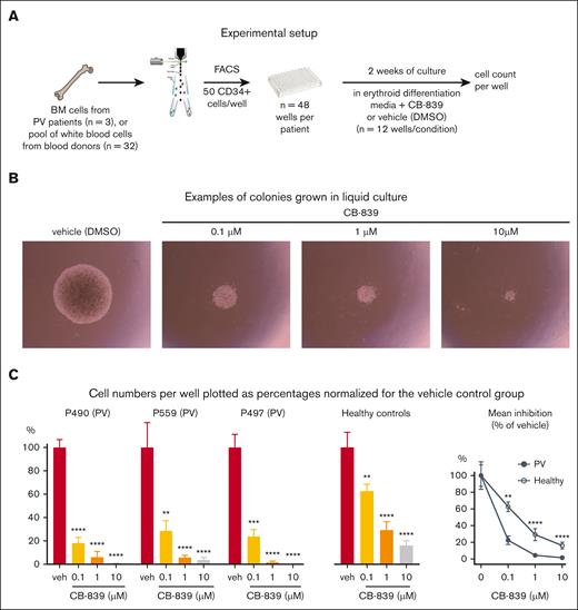 Analysis of human CD34+ cell from BM grown in liquid cultures with media favoring erythroid differentiation. (A) Experimental setup. CD34+ cells were isolated by cell sorting from BM cells of PV patients (n = 3) or a pool of white blood cells from 32 healthy blood donors, deposited into 48 well plates, and cultured in presence of CB-839 or vehicle for 2 weeks. (B) Example of colonies grown from PV patient P490 after 2 weeks. (C) Percentages of cell counts relative to the vehicle (veh) group (n = 12 wells) for each patient sample and a sample from healthy controls are shown. Right panel shows the mean growth inhibition by CB-839 of the 3 patient samples and the healthy control relative to vehicle set as 100%. Mean ± SEM is represented. 2-way ANOVA with multiple comparison to DMSO with Fisher LSD test was performed in panel C. ∗P < .05, ∗∗P < .01, ∗∗∗P < .001, and ∗∗∗∗P < .0001.
