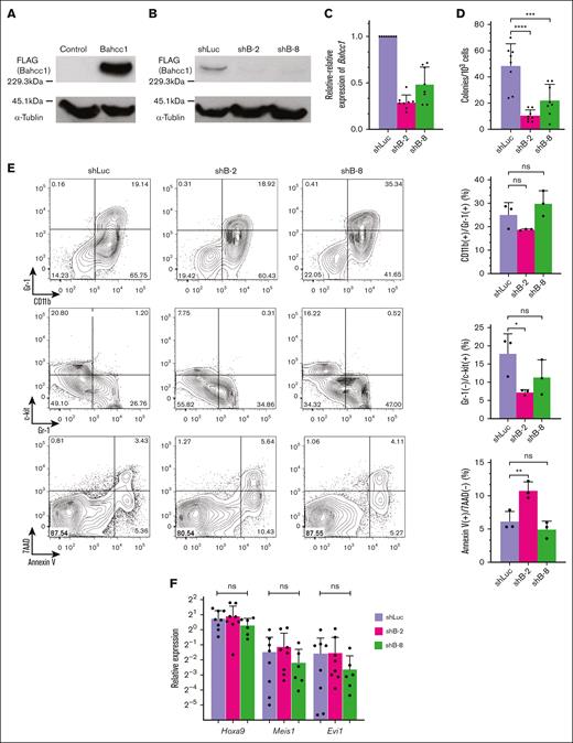 Bahcc1 depletion suppressed myeloid immortalization of LT-HSCs by conditional expression of MLL-ENL. (A-B) Western blot analyses of Bahcc1 in 293 cells (293Bahcc1) that stably expressed 3XFLAG-tagged Bahcc1 (A), and in shRNA-transduced 293Bahcc1 cells (B). 293 cells transduced with pcDNA3.1 vector alone were used as a negative control in panel A. shRNAs against luciferase (shLuc, a negative control) and Bahcc1 (shB-2 and shB-8) were transduced into 293Bahcc1 cells in panel B. Immunoprecipitants with anti-FLAG antibody were blotted with anti-DDDDK-tag antibody to detect expression of Bahcc1 (upper panels). α-Tubulin was analyzed in total lysates as an internal control (bottom panels). (C-D) Relative-relative expression levels of Bahcc1 (C) in immortalized LT-HSCs with shRNA transduction and clonogenicity (D) of the cells. (E-F) Representative FACS plots and quantification of CD11b+/Gr-1+, Gr-1−/c-kit+, and apoptotic (annexin V+/7AAD−) subpopulations by FACS (E), and RT-qPCR of Hoxa9, Meis1, and Evi1 (F) in colony-forming cells derived from immortalized LT-HSCs with depletion of Bahcc1. Bar graphs show the mean with SD of at least 3 independent experiments. ∗P < .05; ∗∗P < .01; ∗∗∗P < .001; ∗∗∗∗P < .0001; ns, not significant (ANOVA followed by Dunnett multiple comparisons for panels D-F).