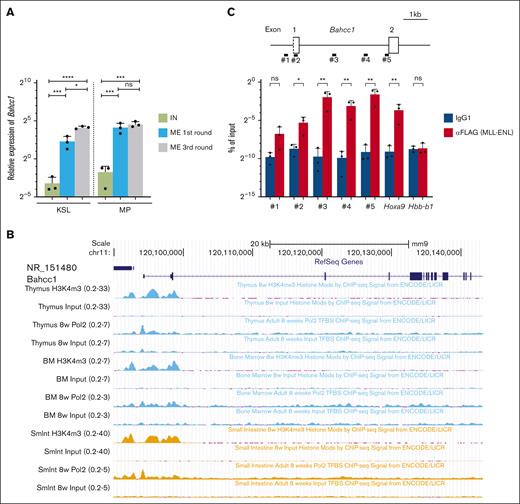MLL-ENL upregulates Bahcc1 via promoter binding. (A) RT-qPCR of Bahcc1 in myeloid immortalization assays using wild-type MLL-ENL- (ME) or empty vector- (IN) transduced KSL and MP cells. (B) Overview of the genomic region of the Bahcc1 locus in an adapted UCSC Genome Browser view. ChIP-seq data from mouse thymus, BM, and small intestine (SmInt) are shown in the LICR tracks (H3K4m3 and input control, Pol II, and input control). (C) ChIP-qPCR of MLL-ENL around exons 1 and 2 of Bahcc1 using retrovirally FLAG-tagged-MLL-ENL-immortalized KSL cells. Primer sets (1-5) are shown (top). Hoxa9 and Hbb-b1 were used as controls. Bar graphs show the mean with SD of at least 3 independent experiments. ∗P < .05; ∗∗P < .01; ∗∗∗P < .001; ∗∗∗∗P < .0001; ns, not significant (ANOVA followed by Tukey-Kramer multiple comparisons for panel A and unpaired Welch t tests for panel C). IgG1, IgG subclass 1.