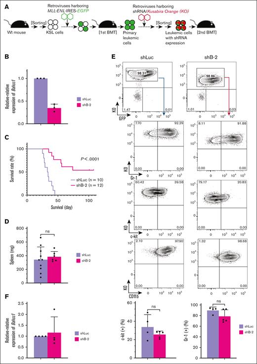 Bahcc1 depletion prolongs development of MLL-ENL-induced leukemia. (A) Experimental strategy using secondary BMT. Primary leukemic cells expressing MLL-ENL together with EGFP were harvested, followed by retroviral transduction with shRNA/Kusabira-Orange (KO) expressors. Leukemic cells highly expressing KO were sorted and immediately transplanted into secondary recipient mice. (B) Relative-relative expression levels of Bahcc1 in shRNA-transduced leukemic cells. shLuc, shRNA against luciferase; shB-2, shRNA against Bahcc1. (C) Survival curves of mice transplanted with Bahcc1-depleted (shB-2; n = 12) or control (shLuc; n = 10) leukemic cells. Data from 3 independent experiments were combined. (D) Spleen weights of moribund mice. (E) Representative FACS plots of BM cells from moribund mice. GFP/KO doubly positive cells were gated as shown in the top panels, followed by subsequent analyses for c-kit, Gr-1, and CD11b expression. (F) Relative-relative expression levels of Bahcc1 by RT-qPCR in BM cells from moribund mice. Bar graphs show the mean with SD of at least 3 independent experiments. ns, not significant (log-rank test for panel C and unpaired Welch t tests for panels D-E). Wt, wild-type.